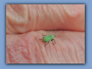 Nettle Weevil - Phyllobius pomaceus. Seen in Hetton Park 13th June 2022 2.jpg